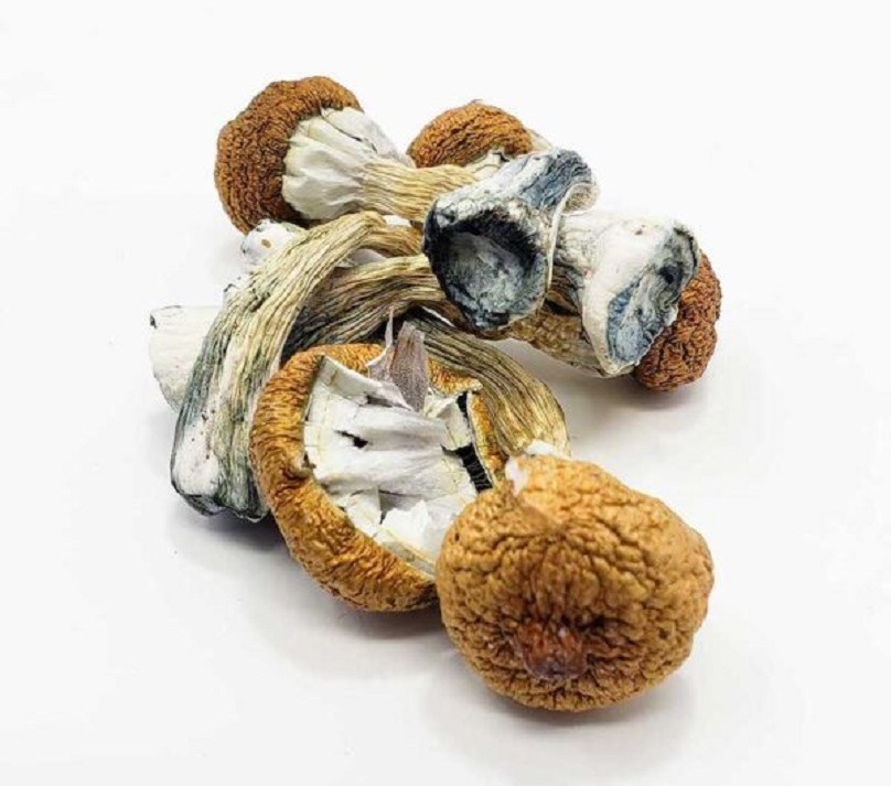 Buy Blue Meanies Mushroom Online