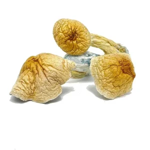 Buy British Columbia Mushroom Online