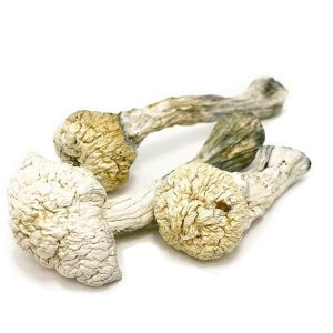 Buy Avery Albino Mushrooms Online