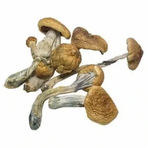 Buy B+ Magic Mushrooms Online
