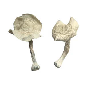Buy Albino Louisiana Magic Mushrooms Online