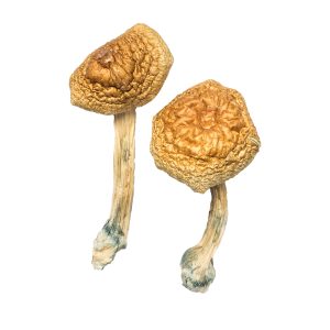 Buy African Transkei Magic Mushrooms Online