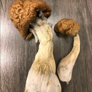 Buy Malabar Coast Mushrooms Online