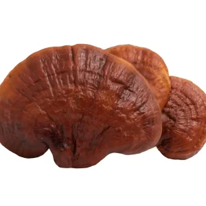 Buy Reishi Mushroom Online