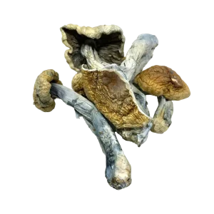 Buy Vietnamese Mushroom Online