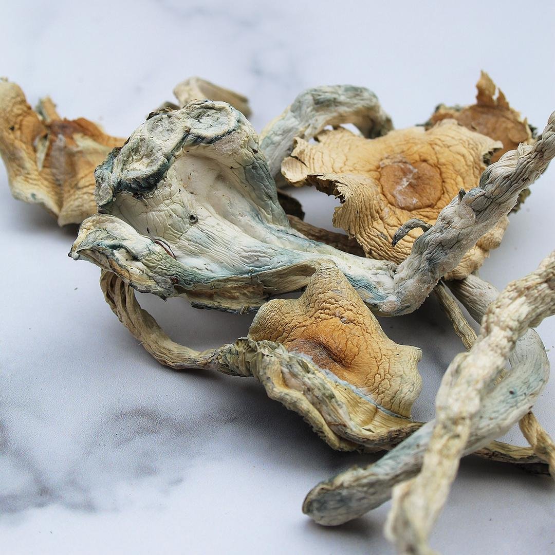 Treasure Coast magic Mushroom