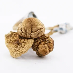 Buy African Transkei Mushroom Online