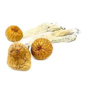 Buy Albino Cambodian Magic Mushrooms Online