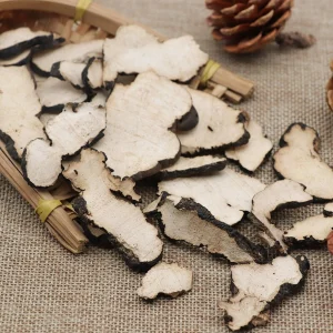 Buy Polyporus umbellatus Online