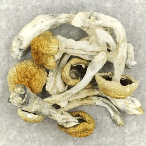 Buy Nepalese Chitwan Mushroom Online