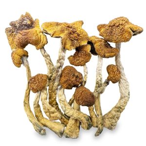 Buy Mexican Mushrooms Online