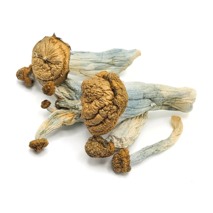 Penis Envy Mushrooms