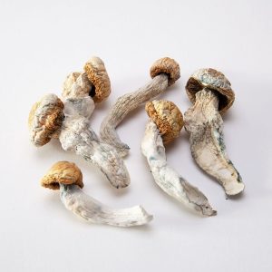Alternative view of Penis Envy Mushrooms