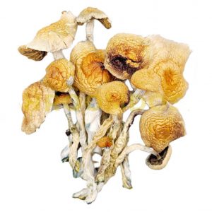 Buy Burmese Magic Mushroom Online
